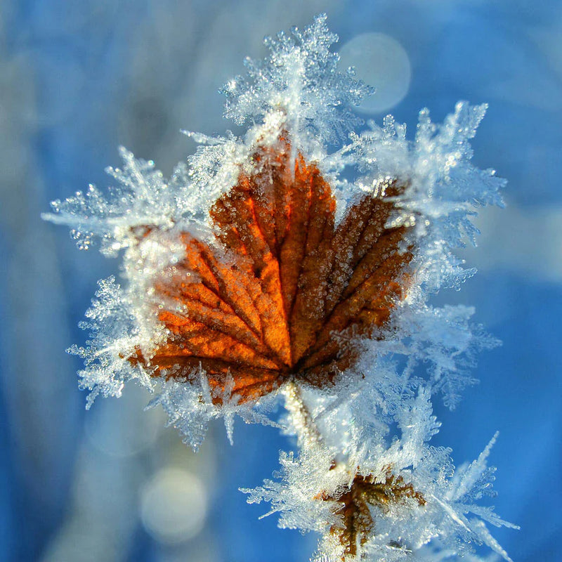 WINTER